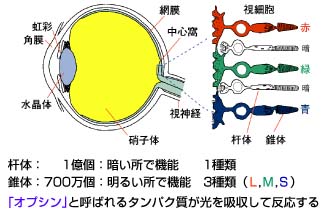 色覚タイプと視細胞の図