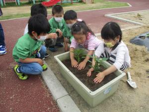 苗植え