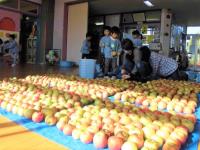リンゴ収穫②