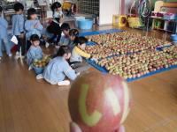 リンゴ収穫③