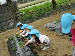 野菜　植えている