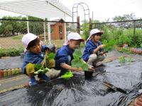 苗植え