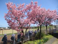 フェンス越しの桜