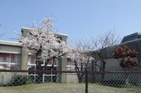 幼稚園桜