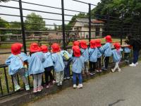 シマウマを見ている4歳児の様子