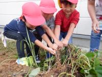 4歳児が芋ほりしている様子