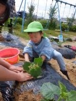 ドキドキ　上手く植えられたよ