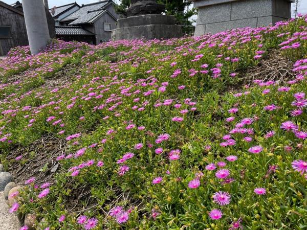 SDGsインタビュー（富山マラソン：取材9）