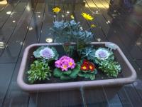 植え替えたお花