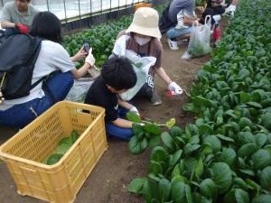 収穫
