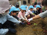 いもを掘っている様子