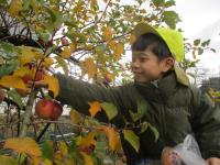 りんご狩りを楽しむ以上児