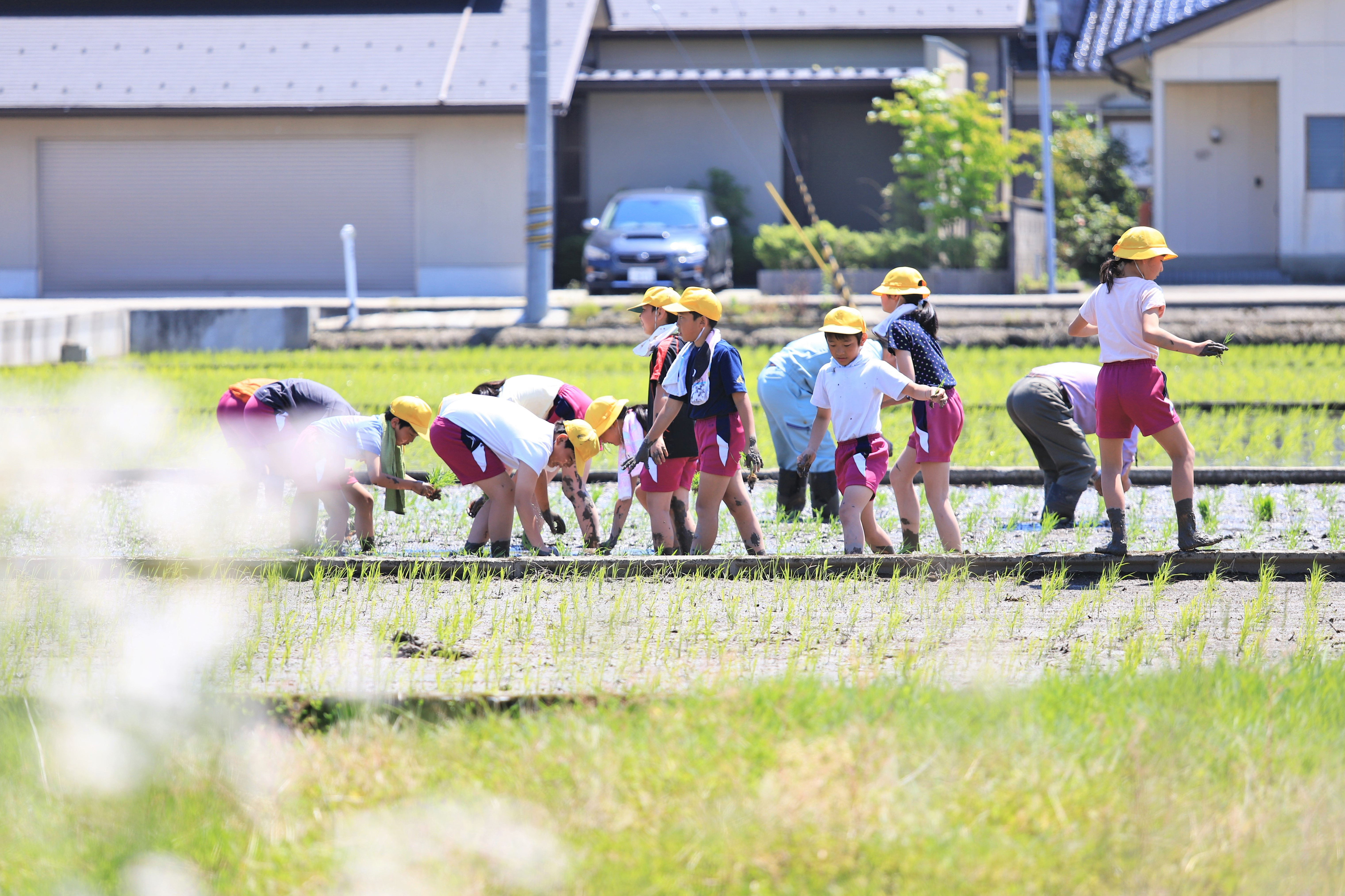 田植え