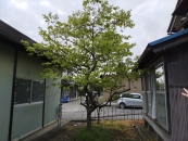敷地内にある水島柿の木.jpg